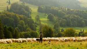 Meadow with shepherd and flock of sheep surrounded by lush green hills and trees, peaceful rural scene.